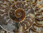 Split Ammonite Half - Agatized Chambers #7806-1